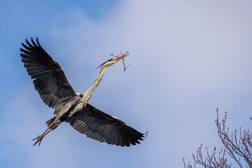Graureiher (Ardea cinerea)