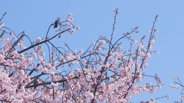 鳥が止まっている大寒桜