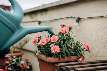 A woman waters potted flowers from a watering can, hobby gardening on the terrace , hands close-up