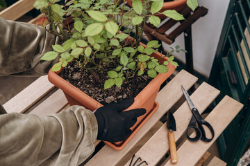 a woman cuts branches on a rose bush in a pot, hands with pruning shears close-up, hobby gardening...