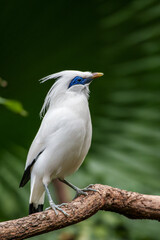 Bali myna (Leucopsar rothschildi) bird in the Edward Youde Aviary in Hong Kong