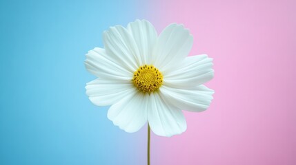 White cosmos flower isolated against a split pastel background