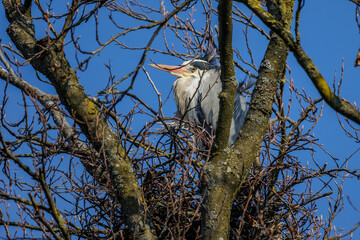 Graureiher (Ardea cinerea)