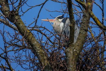 Graureiher (Ardea cinerea)