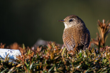 Zaunkönig (Troglodytes troglodytes)