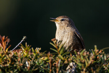 Zaunkönig (Troglodytes troglodytes)