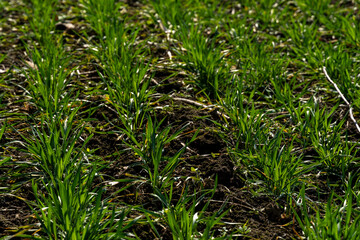 Lush green grass sprouts in neat rows across a rural field under bright sunlight, showcasing...