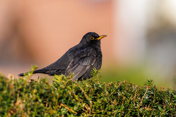Amsel (Turdus merula) Männchen