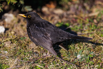 Amsel (Turdus merula) Männchen