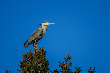 Graureiher (Ardea cinerea)