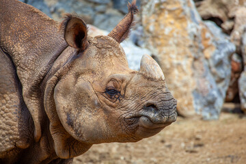 Indian Rhinoceros