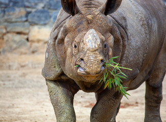 Indian Rhinoceros