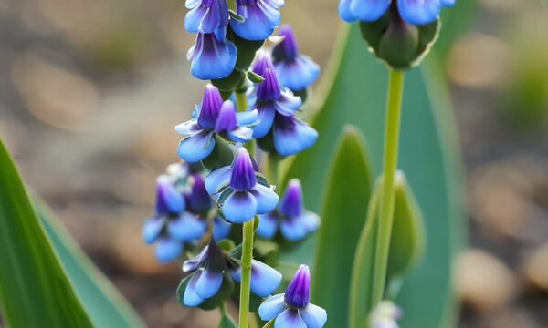Close up of a flower Muscari first blue spring flower