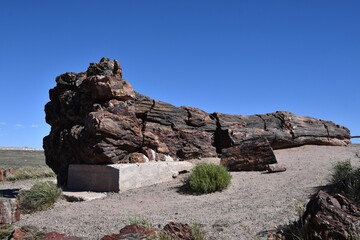 Petrified log at the Petrified Forest National Park in Arizona
