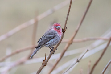 house finch bird perching