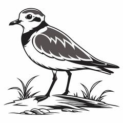 Piping plover black silhouette icon vector