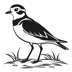 Piping plover black silhouette icon vector