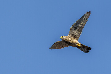 Turmfalke (Falco tinnunculus) Weibchen