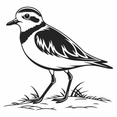 Piping plover black silhouette icon vector