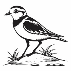 Obraz premium Piping plover black silhouette icon vector