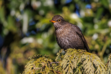 Amsel (Turdus merula) Weibchen