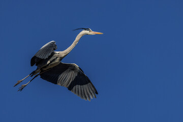 Graureiher (Ardea cinerea)