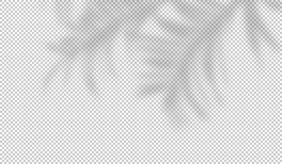 Shadow of leaf from window. Shadows palm leaves isolated on transparent background. Palms tree. Reflected flowers for effects overlay. Plants shades. olive light for summer design. Vector illustration © Omeris