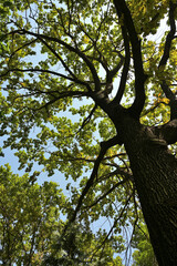 The crown of a large oak tree from a bottom-up perspective