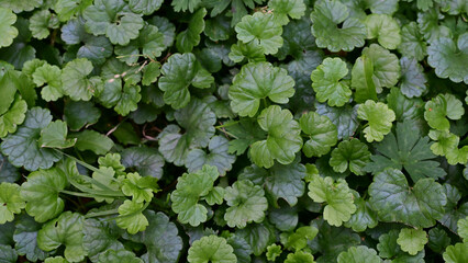 Green carped formed by leafs of Glechoma hederacea, ground-ivy, closeup, background