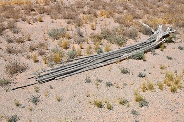 saguaro cactus ribs in arizona desert