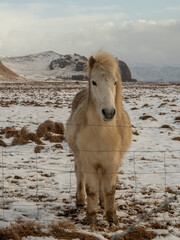 Icelandic horse standing behind a wire fence on a snowy field, with rugged mountains in the background. Hardy, resilient breed adapted to harsh Icelandic winters