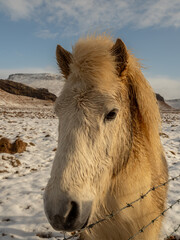 Close-up of an Icelandic horse with a fluffy white mane, standing by a barbed wire fence in a snowy landscape. The breed's unique resilience to cold is evident