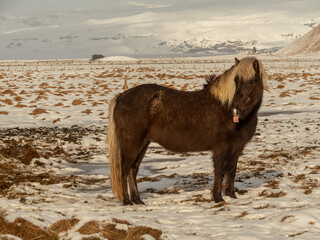 Icelandic horse with a long blonde mane sticking out its tongue, standing on a snowy field with a mountainous winter landscape in the background. Playful and resilient