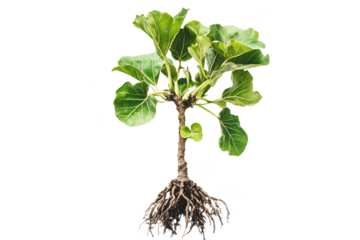 A young fig tree sapling with exposed roots and green foliage.