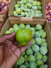 A Black farmer’s hand holding a firm green plum in front of stacked cardboard crates filled with assorted ripe and unripe Southern plums at a roadside produce stand in peak harvest season