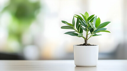 Fototapeta premium Small Potted Plant On Wooden Table