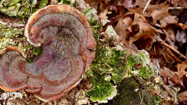 Saprotrophic and saprophytic tree fungi tinder fungi on an old rotten stump in the forest in New Jersey