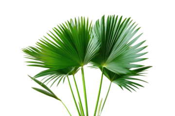 Highly detailed botanical illustration of a potted fan palm.