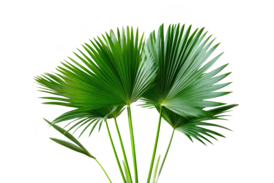 Highly detailed botanical illustration of a potted fan palm.