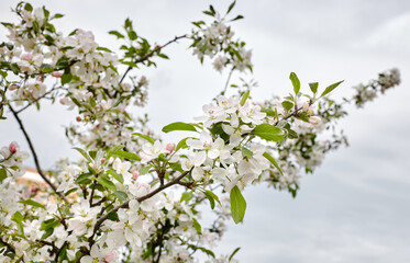 Blooming branch of a apple tree. Flowering apple tree. Soft focus image of blooms tree in spring time