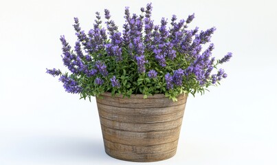 Fototapeta premium Lavender plant in rustic pot on white background for aromatherapy