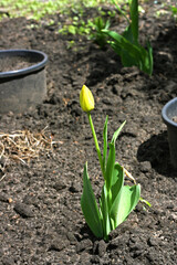 Yellow unopened Tulip.