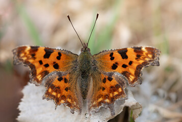 Close-up of a C-moth (Polygonia c-album) sitting on a dry leaf. It is March and the butterfly is enjoying the first rays of sunshine.