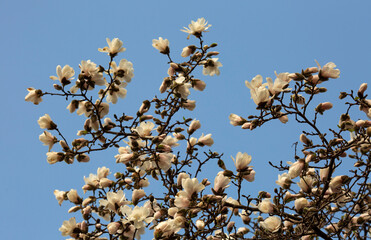 Białe kwiaty Magnolii na niebieskim tle nieba. Wiosna 2025 © mycatherina