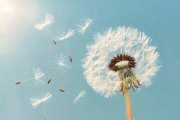 Close-up of a shattered dandelion seed head with seeds drifting in the breeze.