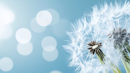 Delicate Dandelion Seeds Against a Soft Bokeh Background Natures Fragile Beauty Captured in H