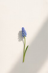 Single Muscari Flower on White Surface – Spring Minimal
