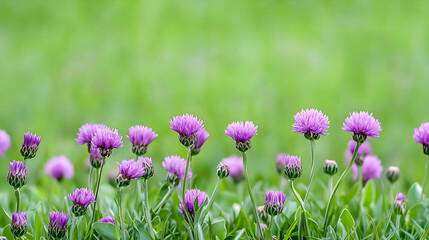 Obraz premium Purple Flowers in Grassy Meadow