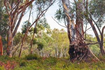 morning landscape of australian bushland
