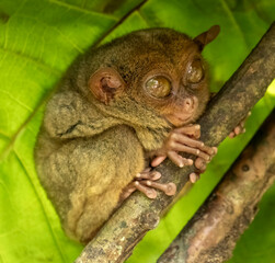 Tarsier monkey on tree in Philippines